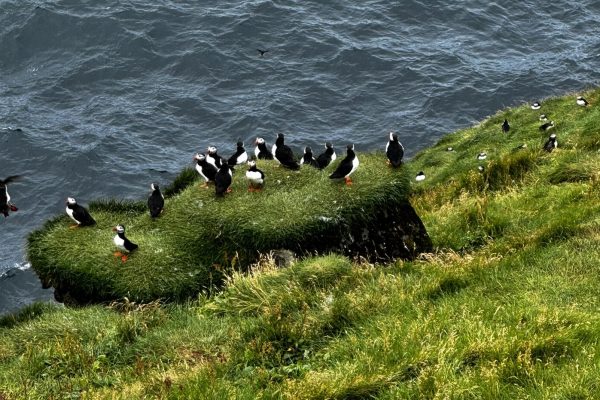 Windstar Iceland Cruise - Heimaey