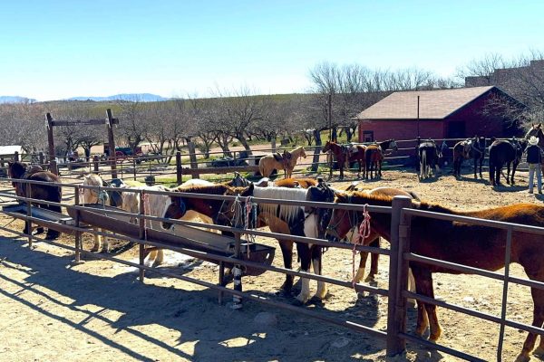 Horses lined up in the corral and ready to ride at Tombstone Monument Ranch, an Arizona Dude Ranch
